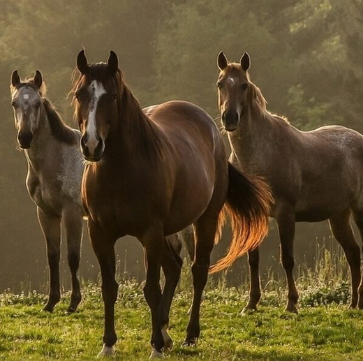 来年の親子馬リトリートにむけて