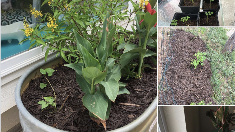 植物の声が聞こえるようになっている気がします