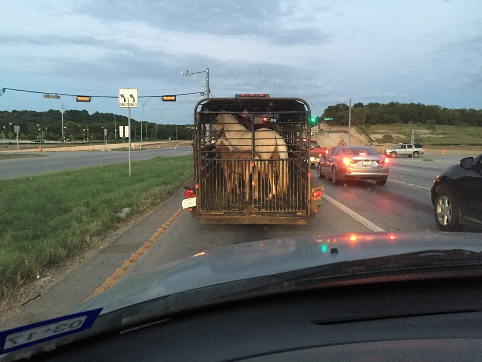 3horses