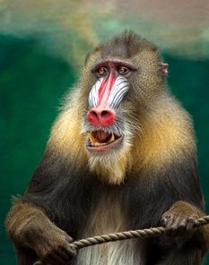 monkey