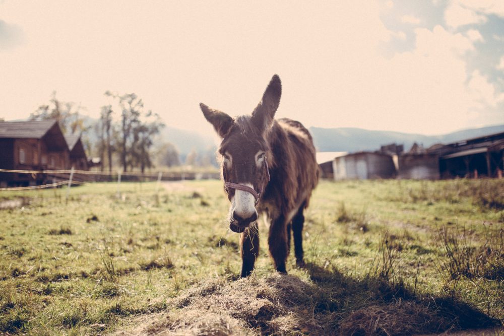 donkey